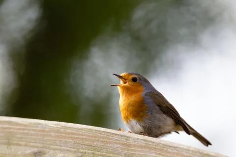 Erithacus rubecula, Robin Stock Photos