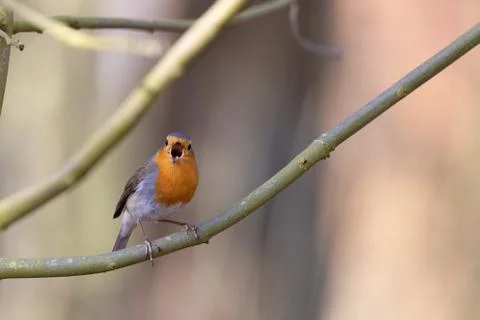 Erithacus rubecula, Robin Foto stock