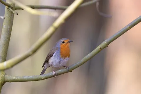 Erithacus rubecula, Robin Stock Photos