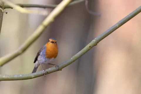 Erithacus rubecula, Robin Stock Photos