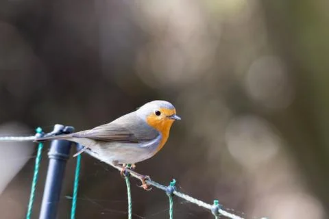 Erithacus rubecula, Robin Stock Photos