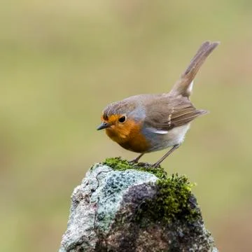 Erithacus rubecula robin Stock Photos