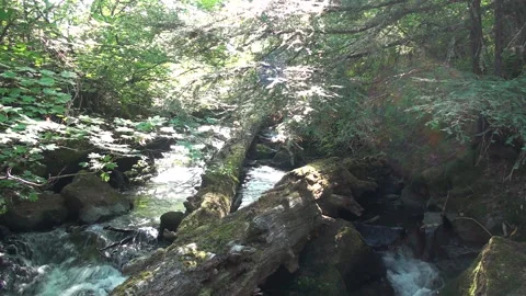 ERMA BELLE Video stock 168952886