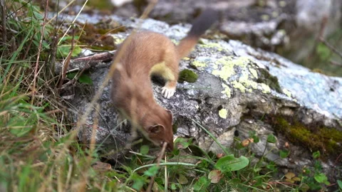 Ermine hunting in rocks Stock Footage 253425976