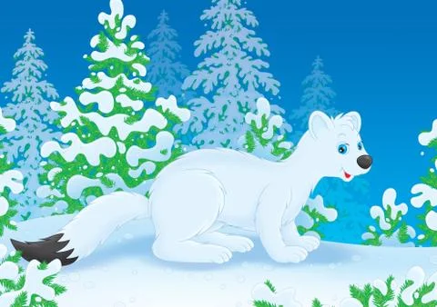 Ermine Stock Illustration