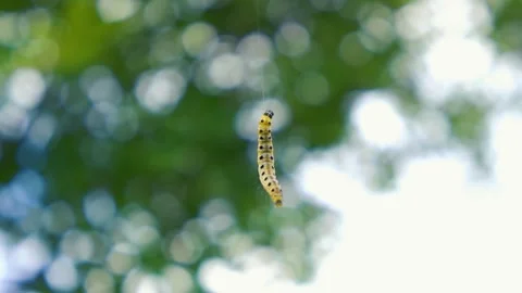 Ermine moth caterpillar hanging and wiggling on silk thread Видео 337408623