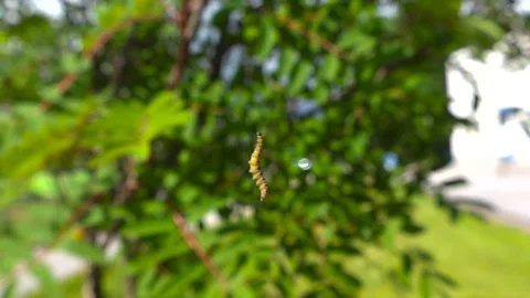 Ermine Moth Caterpillar Hanging on a Silk Thread 스톡 동영상 339809904