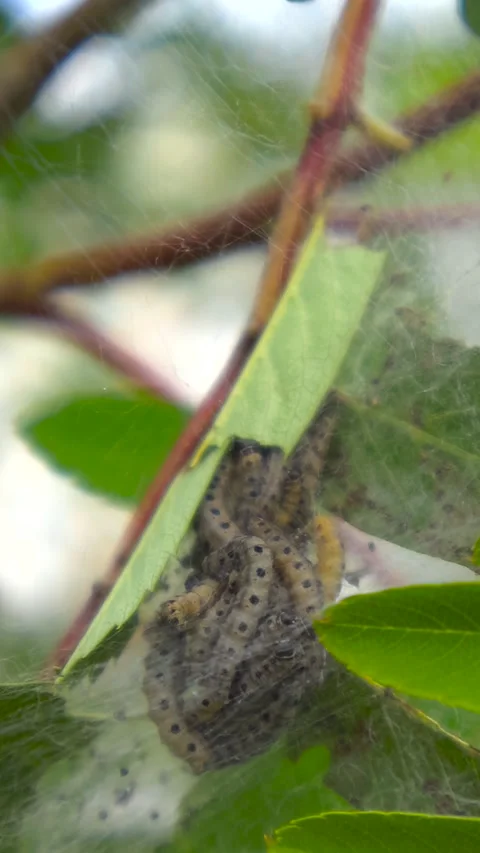 Ermine Moth Caterpillars Congregating in a Communal Silk Web Stock Footage 341398815