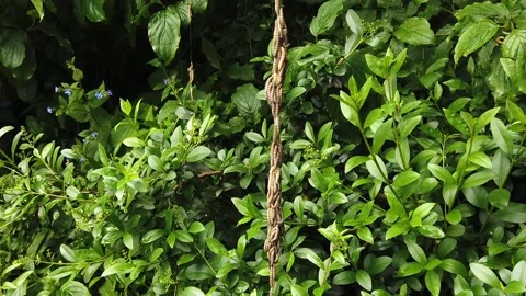 Ermine moth caterpillars dangling on a strand of silk web.  Zoom out Stock Footage 184259330