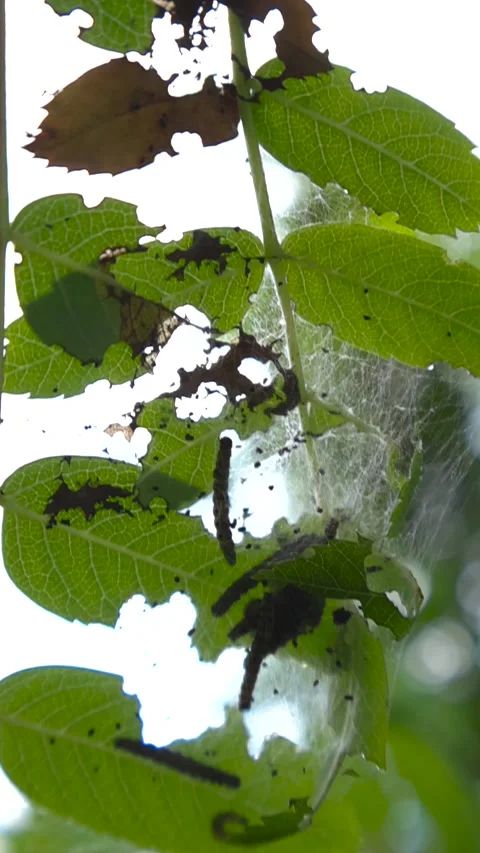 Ermine moth caterpillars devouring tree leaves Video stock 340145729