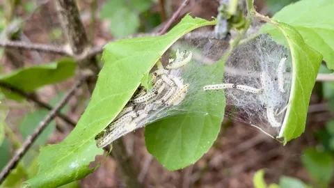 Ermine Moth Caterpillars in Silk Web Nest on Forest Leaves 库存影片 334421960