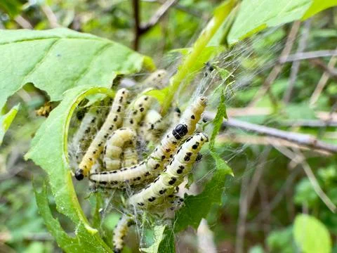 Ermine Moth Caterpillars in Silk Web Nest on Forest Leaves Stockfoto's