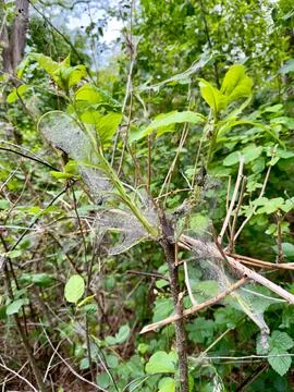 Ermine Moth Caterpillars in Silk Web Nest on Forest Leaves 库存照片