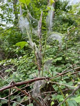 Ermine Moth Caterpillars in Silk Web Nest on Forest Leaves Stockfoto's