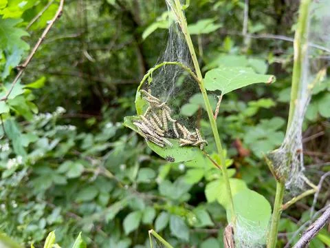Ermine Moth Caterpillars in Silk Web Nest on Forest Leaves 库存照片