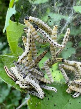 Ermine Moth Caterpillars in Silk Web Nest on Forest Leaves Stockfoto's