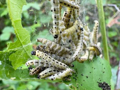 Ermine Moth Caterpillars in Silk Web Nest on Forest Leaves 库存照片