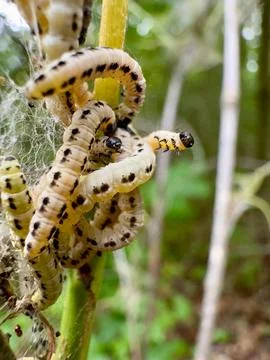 Ermine Moth Caterpillars in Silk Web Nest on Forest Leaves 库存照片