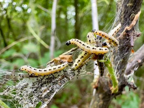Ermine Moth Caterpillars in Silk Web Nest on Forest Leaves 库存照片
