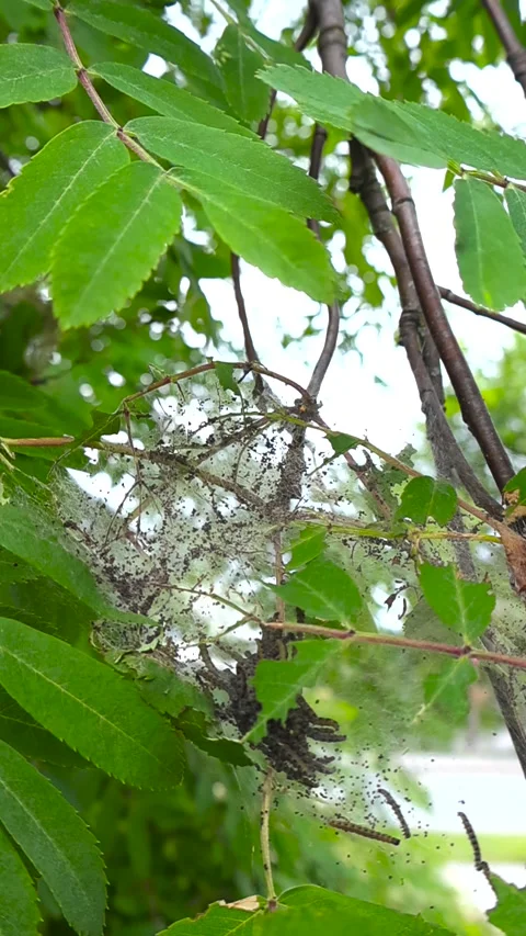 Ermine moth caterpillars weaving a communal silk web on a rowan ash tree Stock Footage 337410453