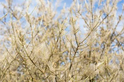 Ermine moth web Stock Photos