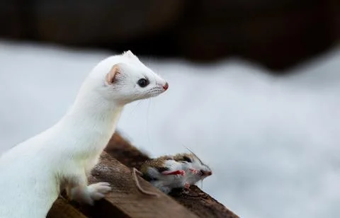 Ermine Stock Photos