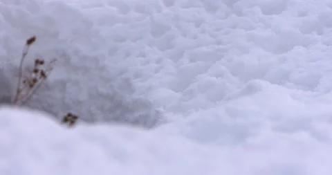 The Ermine Runs Away Vídeo Stock 239971891