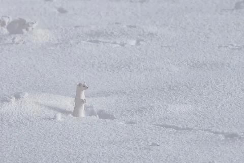 Ermine in Winter White Foto stock