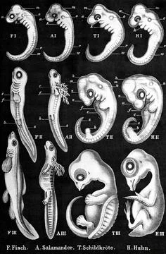 Ernst Haeckel History of development evolution anthropogeny comparative embryos Stock Illustration