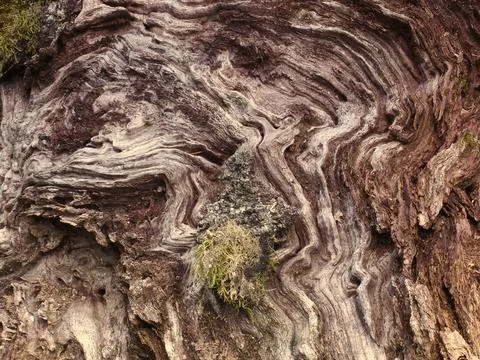 Eroded bark on an old tree with moss and lichen - A detailed close-up of th.. Stock Photos