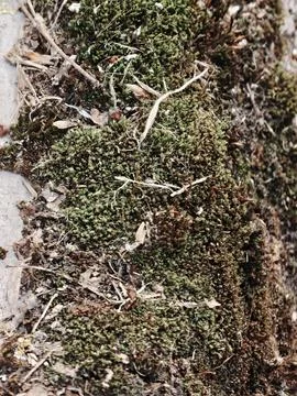 Eroded Cement Surface Adorned With Moss And Contrasting Shadows Stock Photos