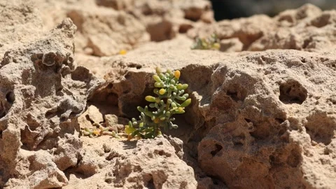 Eroded Coastal Rock Formations in Cyprus Stock Footage 311427831