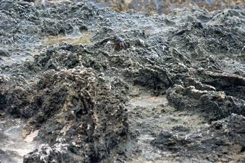 Eroded coral limestone surface on the wild Caribbean coast near Providencia Isla 스톡 사진