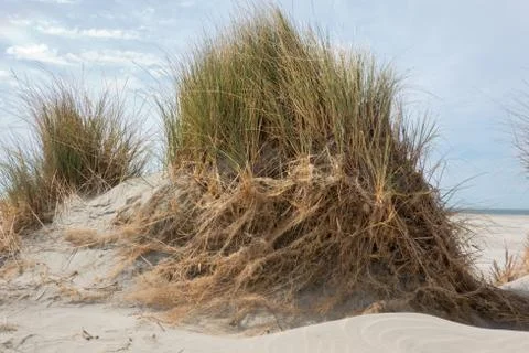 Eroded dune showing extensive root system of Marram grass Stock Photos