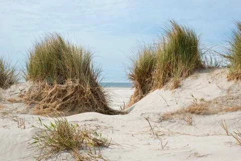 Eroded dunes showing extensive root system of Marram grass Stock Photos
