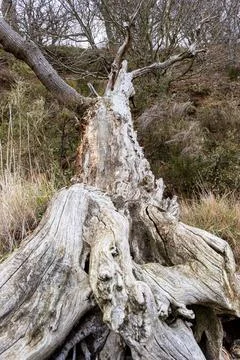Eroded fallen tree trunk Stock Photos