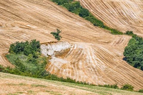 Eroded hillside and green trees in harvested Montefeltro landscape Foto stock