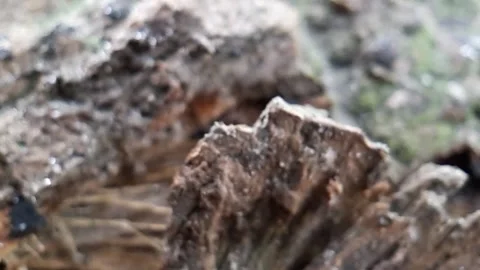 The eroded part of the bark of a dry dead tree. Stock Footage 130439779