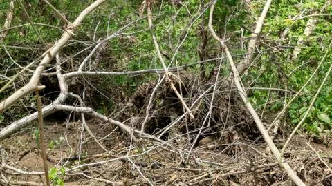 Eroded river bank tangle tree branches roots Stock Photos