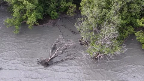 Eroded riverbank with fallen tree and lush green foliage in natural landscape Stock Footage 342604656