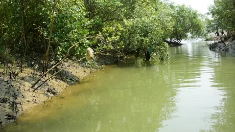 Eroded Riverbank with Trees and Flowing Water Stock Footage 331702577