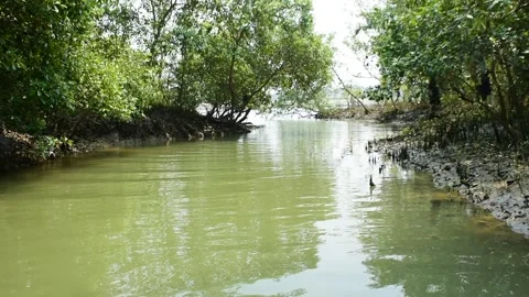 Eroded Riverbank with Trees and Flowing Water Stock Footage 331702581