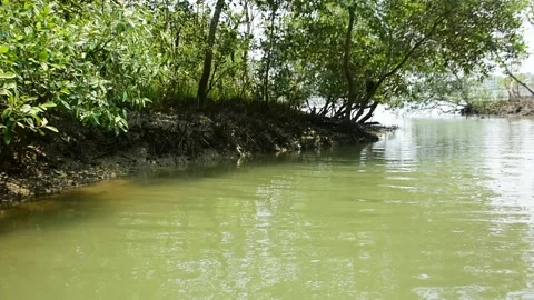Eroded Riverbank with Trees and Flowing Water Stock Footage 331702582