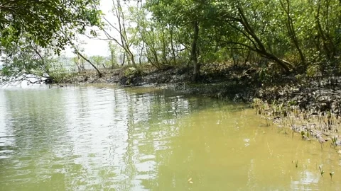 Eroded Riverbank with Trees and Flowing Water Stock Footage 331702583