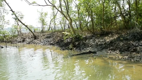 Eroded Riverbank with Trees and Flowing Water Stock-Footage 331702660