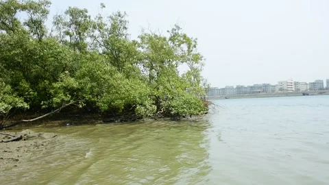 Eroded Riverbank with Trees and Flowing Water Stock Footage 331702661