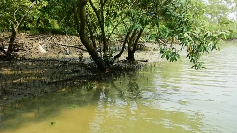 Eroded Riverbank with Trees and Flowing Water Stock Footage 331702685