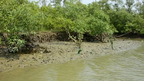 Eroded Riverbank with Trees and Flowing Water Stock Footage 331702686