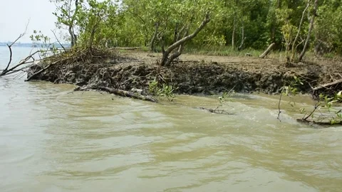 Eroded Riverbank with Trees and Flowing Water Stock-Footage 331702708