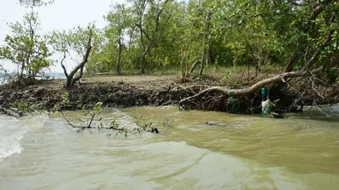 Eroded Riverbank with Trees and Flowing Water Stock Footage 331702718